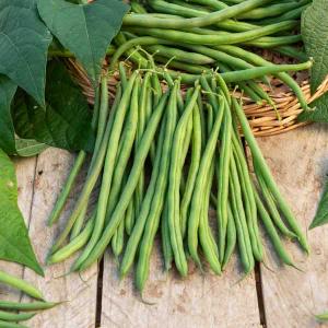 Haricot Nain Vert Signal - 5 m - BIO